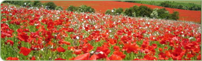 Our poppy field as used in the film “Atonement”